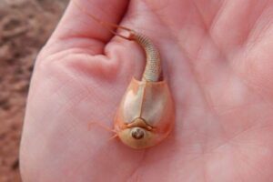 米の国定公園内で、3つの目を持つ奇妙な生物を発見