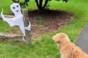 突然、ハロウィーン用の「おばけ」に遭遇したワンコ、その反応とは？