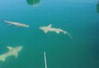 ワニに2匹のサメが接近、ちょっとドキドキする映像