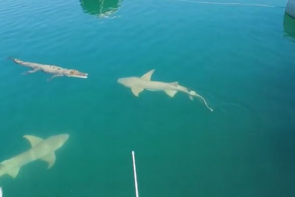 ワニに2匹のサメが接近、ちょっとドキドキする映像