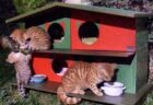トルコの街に野良猫のためのシェルター・ハウスが登場、数多く設置される