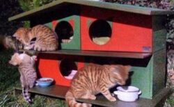 トルコの街に野良猫のためのシェルター・ハウスが登場、数多く設置される