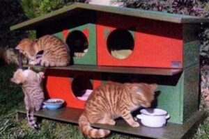 トルコの街に野良猫のためのシェルター・ハウスが登場、数多く設置される