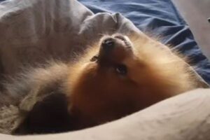 「クヮッ・クヮッ・クヮッ」サルのような声で鳴くワンコが面白い