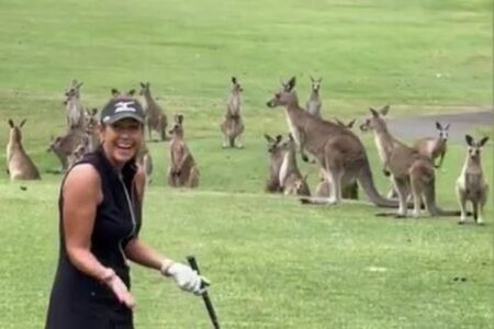 ゴルフ場に突然、カンガルーの群れが出現、プレーする女性を見つめる