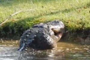 【動画】怖ぇぇぇ! 巨大ワニが小さいワニを丸呑みする動画が約500万再生