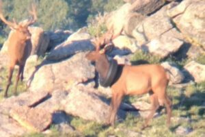 2年間もタイヤが首についたヘラジカ、人間に保護され、無事に取り外される