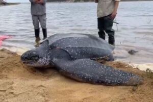 体重270kgもある巨大なカメを保護、無事海へ帰る【アメリカ】