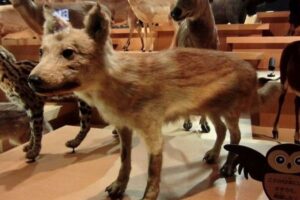 ニホンオオカミは犬により近い種だった可能性、現代のアジアの犬も受け継ぐ