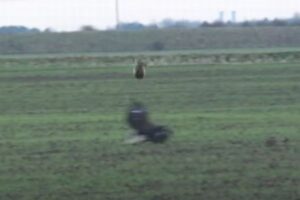 恐るべき跳躍力、ワシの攻撃を交わすウサギが見事