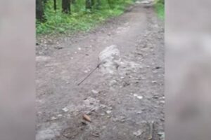 魔法がかけられた？ベラルーシで宙に浮く不思議な木の葉を撮影