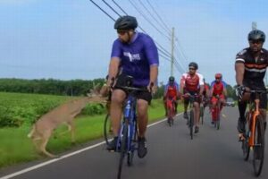 道路上に突然シカが出現、サイクリストを転倒させる動画が恐ろしい