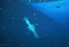 紅海の海底で探索中に巨大化したイカを発見、撮影に成功！