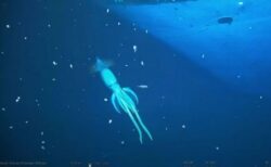 紅海の海底で探索中に巨大化したイカを発見、撮影に成功！