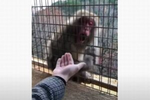 手にあった果物が消えてびっくり！手品に驚愕するサルの反応が面白い