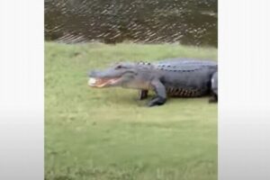おーい、返してくれ！ワニがゴルフボールを食べて池の中へ