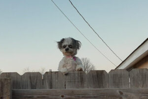ホラー映画みたいな犬が怖カワイイ!