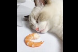 眠ったネコの鼻先にエビを置いてみた【動画】
