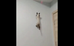 素早いネコが壁を上まで登ったから驚いた【動画】