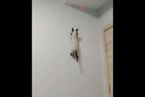 素早いネコが壁を上まで登ったから驚いた【動画】
