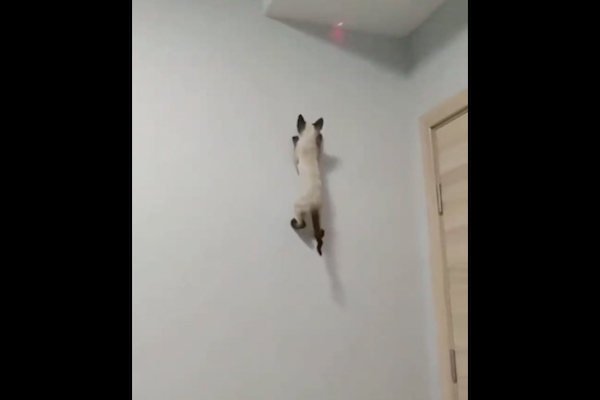 素早いネコが壁を上まで登ったから驚いた【動画】