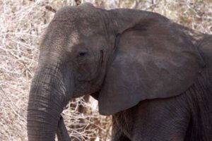 長年の密猟の影響で進化?牙のないアフリカゾウに遺伝的変異が起きていた