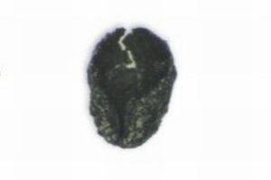 1万2000年前には人類は喫煙をしていた?米の遺跡で、炭化したタバコの種を発見