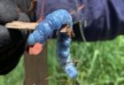 オーストラリアで謎の青い虫を発見、研究者も正体がわからず困惑