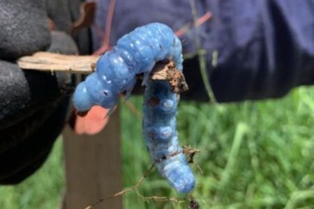 オーストラリアで謎の青い虫を発見、研究者も正体がわからず困惑