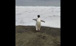 南極にしか生息していないペンギンが、3000km離れたNZまで泳いできた！