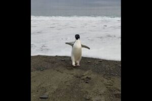 南極にしか生息していないペンギンが、3000km離れたNZまで泳いできた！