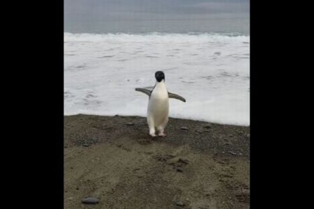 南極にしか生息していないペンギンが、3000km離れたNZまで泳いできた！