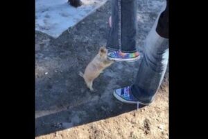 なぜ?子供の靴紐が気になってしょうがないプレーリードッグが可愛い