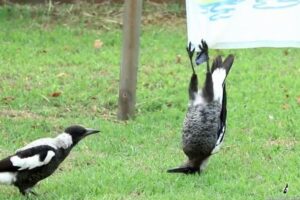 タオルに逆さまにぶら下がるマグパイ、その行動が面白い