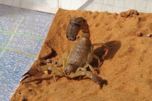 エジプトで猛毒のサソリが大量発生、刺されて3人が死亡、450人がケガ