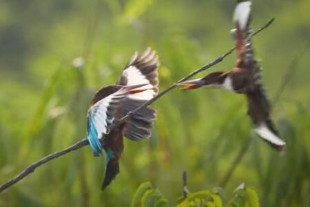 鳥だって仲間と衝突してしまう？インドでユニークな動画を撮影