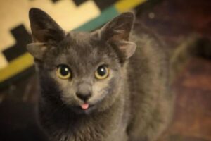 突然変異で4つの耳を持ったニャンコ、インスタでもかわいいと人気に