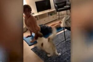 男性のヨガのポーズを真似るワンコが可愛すぎる【動画】