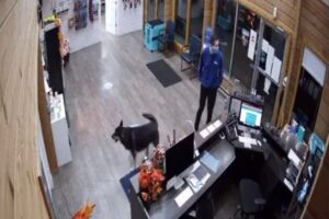 家から逃走したワンコ、ペット用スパへ向かい保護される