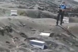 50日間も火山灰に覆われていた巣箱の中で、ミツバチが奇跡的に生きていた！【ラ・パルマ島】