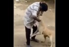 牛が男に襲い掛かり、虐待されていた犬を救う