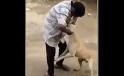 牛が男に襲い掛かり、虐待されていた犬を救う