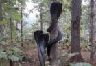 インドの森で珍しい光景、ブラック・コブラが3匹も木に巻き付く