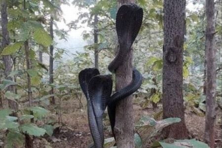 インドの森で珍しい光景、ブラック・コブラが3匹も木に巻き付く