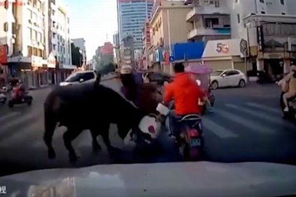 逃走した牛がバイクに乗った女性を襲うなどして7人が負傷【中国】