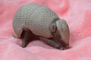 米の動物園でアルマジロの赤ちゃんが誕生、公開された動画が超かわいい