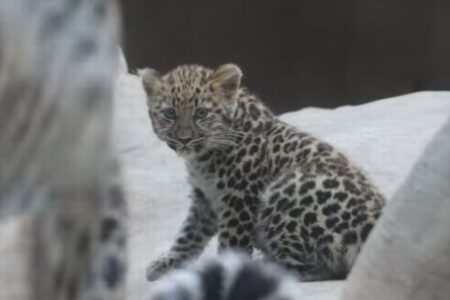 米の動物園で稀少なアムール・ヒョウが誕生、赤ちゃんがお披露目