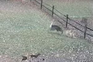 野生のシカが飼い犬を襲い、深い傷を負わせる動画がショッキング