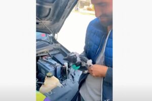 なぜそんなところに？車のボンネットの裏に隠れていた子猫を保護、母親と再会