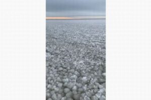 カナダの湖で珍しい現象、岸辺が無数のボール状の氷に覆われる